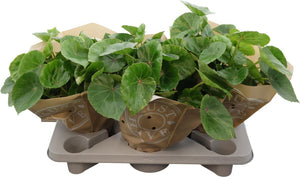Rex Begonia ‘Rouge Variegata’ – 17cm Pot