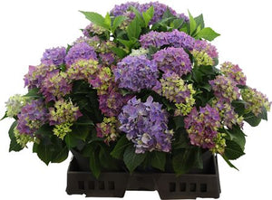 Blue Hydrangea macrophylla – 23cm Pot, 40cm High