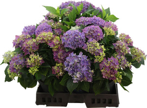 Blue Hydrangea macrophylla – 23cm Pot, 40cm High