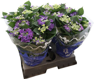 Pink Lacecap Hydrangea (Hydrangea macrophylla) – 14cm Pot