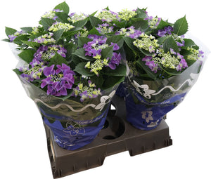 Pink Lacecap Hydrangea (Hydrangea macrophylla) – 14cm Pot