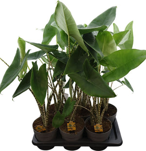 Alocasia Zebrina – 17cm Pot, Approx. 80cm High