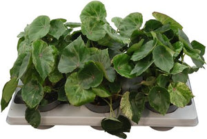 Rex Begonia 'Rouge Variegata' – 13cm Pot