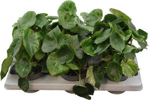 Rex Begonia 'Rouge Variegata' – 13cm Pot