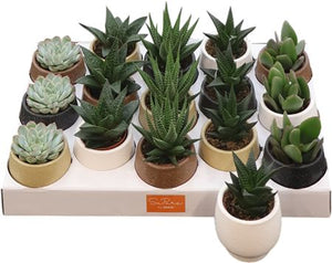 Mixed Succulent Collection – 7cm Pots