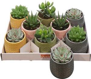 Mixed Succulent Arrangement in Ceramic Pot – 10cm