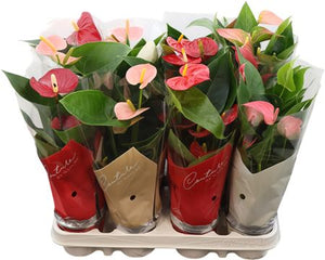 Mixed Anthurium Houseplant – 9cm Pot, 35cm High