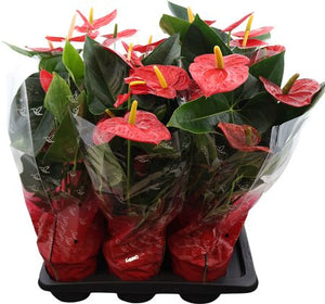 Red Anthurium (Anthurium andraeanum) – 17cm Pot