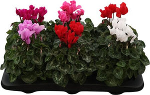 Mixed Cyclamen persicum – 12cm Pot, 25cm High