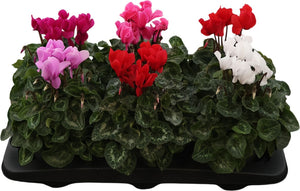 Mixed Cyclamen persicum – 12cm Pot, 25cm High