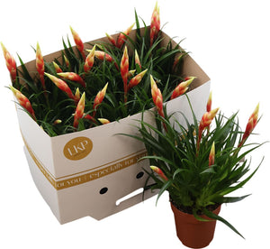 Shannon Vriesea Bromeliad – 12cm Pot