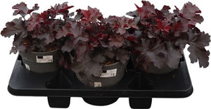 Heuchera 'Palace Purple' – 19cm Pot