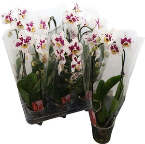 Purple Spotted Phalaenopsis Orchid – 12cm Pot