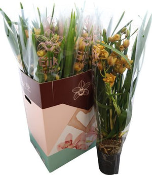 Yellow Cymbidium Orchid – 4 Stem, 14cm Pot