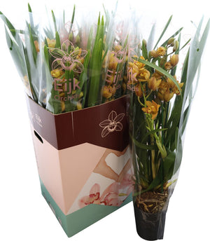 Yellow Cymbidium Orchid – 4 Stem, 14cm Pot