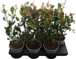 Photinia ‘Little Red Robin’ – 15cm Pot