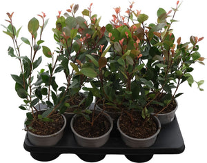 Photinia ‘Little Red Robin’ – 15cm Pot