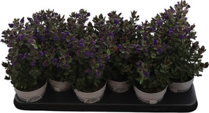 Hebe 'Sarena' – 10.5cm Pot