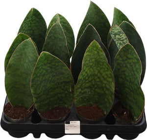 Sansevieria Houseplant – 8.5cm Pot, 27cm High