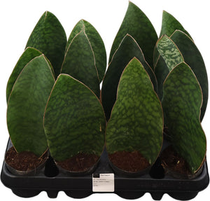 Sansevieria Houseplant – 8.5cm Pot, 27cm High