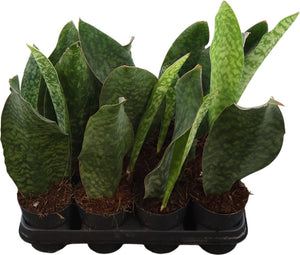 Sansevieria Houseplant – 10.5cm Pot, 35cm High