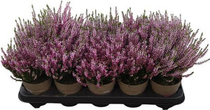 White Heather (Calluna vulgaris) – 11cm Pot