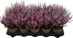 White Heather (Calluna vulgaris) – 11cm Pot