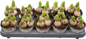 White Hyacinth (Hyacinthus orientalis) – 12cm Pot