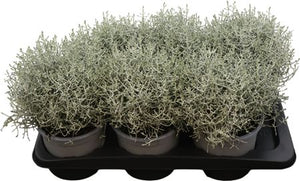Cushion Bush (Leucophyta brownii) – 17cm Pot