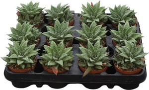 Gasteria ‘Grey’ Succulent – 8.5cm Pot