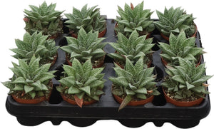 Gasteria ‘Grey’ Succulent – 8.5cm Pot