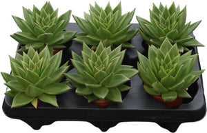 Echeveria ‘Agav Ebony’ Succulent – 8.5cm Pot