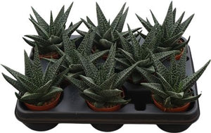 Green Succulent – 8.5cm Pot, Approx. 15cm High