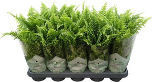 Boston Fern (Nephrolepis exaltata) – 12cm Pot