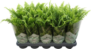 Boston Fern (Nephrolepis exaltata) – 12cm Pot