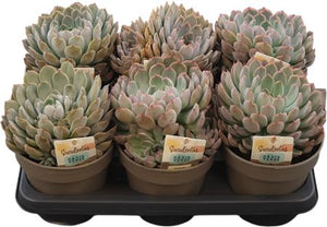 Echeveria Pink Edge Succulent – 14cm Pot