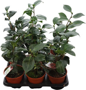 Mixed Camellia Flowering Plant – 13cm Pot
