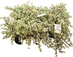 Variegated Portulaca Plant – 14cm Pot