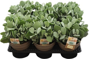 Kalanchoe Millotii Flowering Houseplant – 14cm Pot