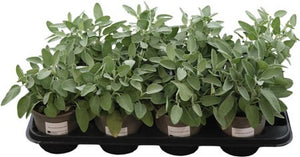 Common Sage (Salvia officinalis) – 14cm Pot