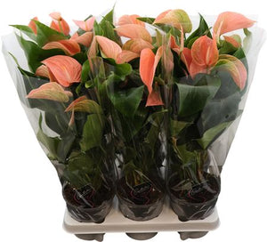 Pink Anthurium 'Festivo Salmon' – 14cm Pot
