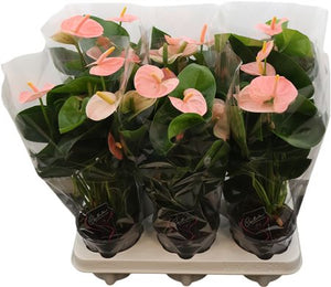 Peach and Pink Anthurium – 12cm Pot, 40cm High