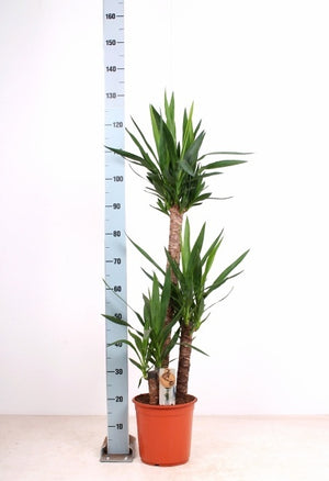 Yucca Houseplant (Yucca) – 24cm Pot, 130cm Height