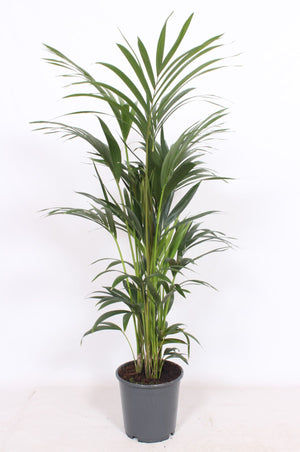 Kentia Palm (Howea forsteriana) – 24cm Pot, Approx. 130cm Tall