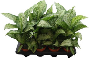 Dieffenbachia ‘Memoria Corsii’ – 12cm Pot