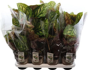 Calathea Flamestar – 14cm Pot, Approx. 60cm High