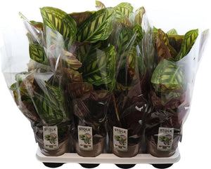 Calathea Flamestar – 14cm Pot, Approx. 60cm High