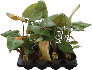 Philodendron Green Houseplant – 14cm Pot, 45cm High