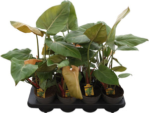 Philodendron Green Houseplant – 14cm Pot, 45cm High