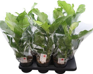 Dieffenbachia Ivory Green – 14cm Pot, 60cm Height